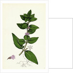 Mentha Gentilis Bushy Red Mint by Anonymous
