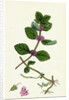 Mentha Arvensis Var. Genuina Corn Mint Var. A. by Anonymous