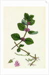 Mentha Arvensis Var. Genuina Corn Mint Var. A. by Anonymous