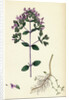 Origanum Vulgare Var. Genuinum Common Marjorum Var. A. by Anonymous