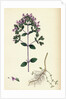 Origanum Vulgare Var. Genuinum Common Marjorum Var. A. by Anonymous