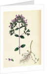 Origanum Vulgare Var. Genuinum Common Marjorum Var. A. by Anonymous