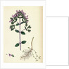 Origanum Vulgare Var. Genuinum Common Marjorum Var. A. by Anonymous
