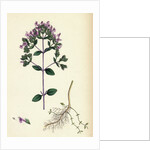 Origanum Vulgare Var. Genuinum Common Marjorum Var. A. by Anonymous