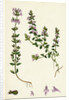 Calamintha Acinos Basil Thyme by Anonymous