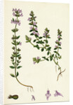 Calamintha Acinos Basil Thyme by Anonymous