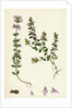 Calamintha Acinos Basil Thyme by Anonymous