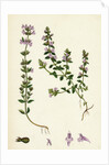Calamintha Acinos Basil Thyme by Anonymous