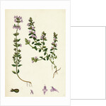 Calamintha Acinos Basil Thyme by Anonymous