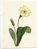 Primula Vulgaris Common Primrose by Anonymous