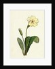 Primula Vulgaris Common Primrose by Anonymous