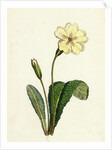 Primula Vulgaris Common Primrose by Anonymous