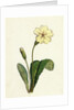 Primula Vulgaris Common Primrose by Anonymous