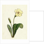 Primula Vulgaris Common Primrose by Anonymous