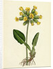 Primula Officinalis Cowslip by Anonymous