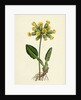 Primula Officinalis Cowslip by Anonymous