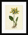 Primula Officinalis Cowslip by Anonymous