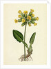 Primula Officinalis Cowslip by Anonymous
