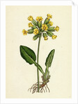 Primula Officinalis Cowslip by Anonymous