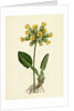 Primula Officinalis Cowslip by Anonymous