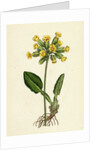 Primula Officinalis Cowslip by Anonymous