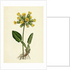 Primula Officinalis Cowslip by Anonymous