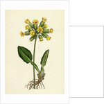Primula Officinalis Cowslip by Anonymous