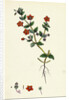 Anagallis Arvensis Var. Phoenicia Scarlet Pimpernel by Anonymous