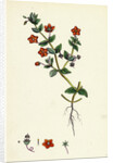 Anagallis Arvensis Var. Phoenicia Scarlet Pimpernel by Anonymous