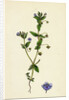 Anagallis Arvensis Var. Caerulea Blue Pimpernel by Anonymous