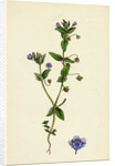 Anagallis Arvensis Var. Caerulea Blue Pimpernel by Anonymous