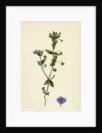 Anagallis Arvensis Var. Caerulea Blue Pimpernel by Anonymous