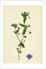 Anagallis Arvensis Var. Caerulea Blue Pimpernel by Anonymous