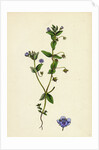 Anagallis Arvensis Var. Caerulea Blue Pimpernel by Anonymous