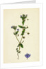 Anagallis Arvensis Var. Caerulea Blue Pimpernel by Anonymous