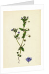 Anagallis Arvensis Var. Caerulea Blue Pimpernel by Anonymous
