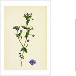 Anagallis Arvensis Var. Caerulea Blue Pimpernel by Anonymous