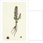 Glaux Maritima Black Saltwort by Anonymous