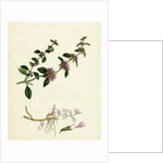 Mentha Pulegium Var. Decumbens Penny-Royal by Anonymous