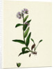 Myosotis Alpestris Alpine Forget-Me-Not by Anonymous