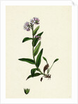 Myosotis Alpestris Alpine Forget-Me-Not by Anonymous