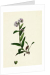 Myosotis Alpestris Alpine Forget-Me-Not by Anonymous