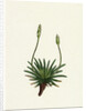 Plantago Maritima Var. Hirsuta Sea Plantain Var. Y. by Anonymous