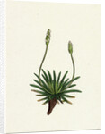 Plantago Maritima Var. Hirsuta Sea Plantain Var. Y. by Anonymous