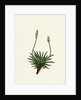 Plantago Maritima Var. Hirsuta Sea Plantain Var. Y. by Anonymous