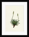 Plantago Maritima Var. Hirsuta Sea Plantain Var. Y. by Anonymous