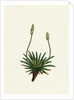 Plantago Maritima Var. Hirsuta Sea Plantain Var. Y. by Anonymous