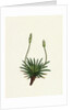 Plantago Maritima Var. Hirsuta Sea Plantain Var. Y. by Anonymous