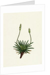 Plantago Maritima Var. Hirsuta Sea Plantain Var. Y. by Anonymous