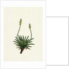 Plantago Maritima Var. Hirsuta Sea Plantain Var. Y. by Anonymous